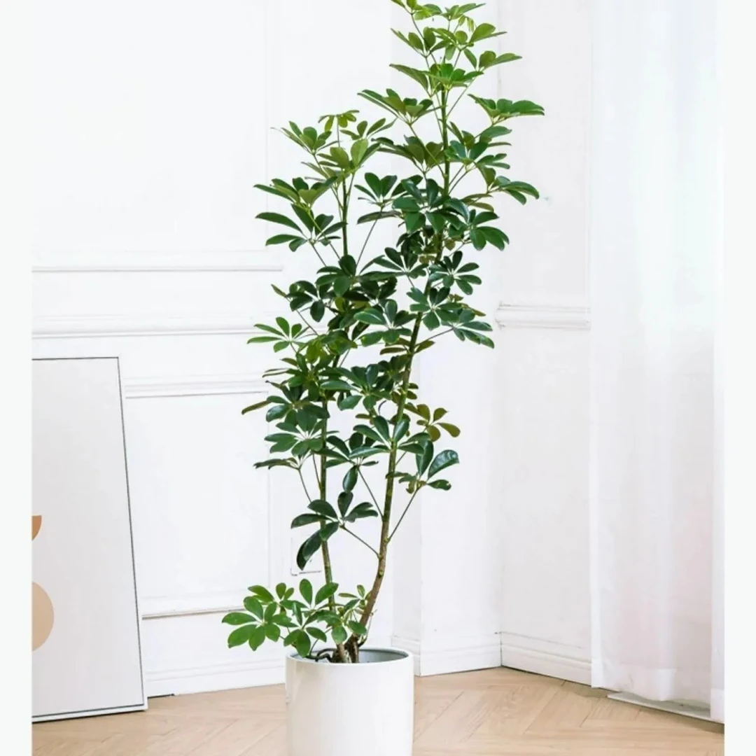 造型鸭脚木苗鹅掌柴苗八方来财盆栽苗室内室外绿植吸甲醛带土带叶