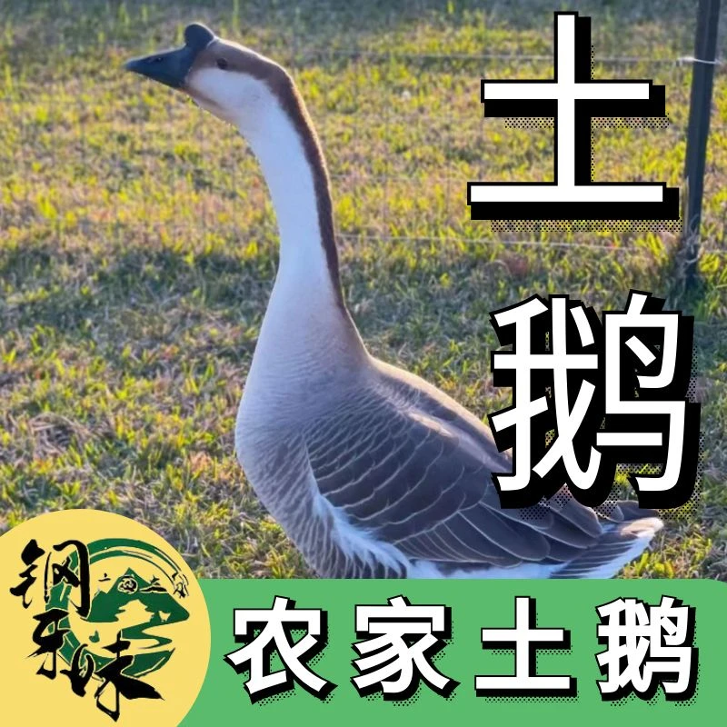 (直播间现称现拍)农家散养狮头鹅散养雁鹅老鹅肉质紧实顺丰包邮