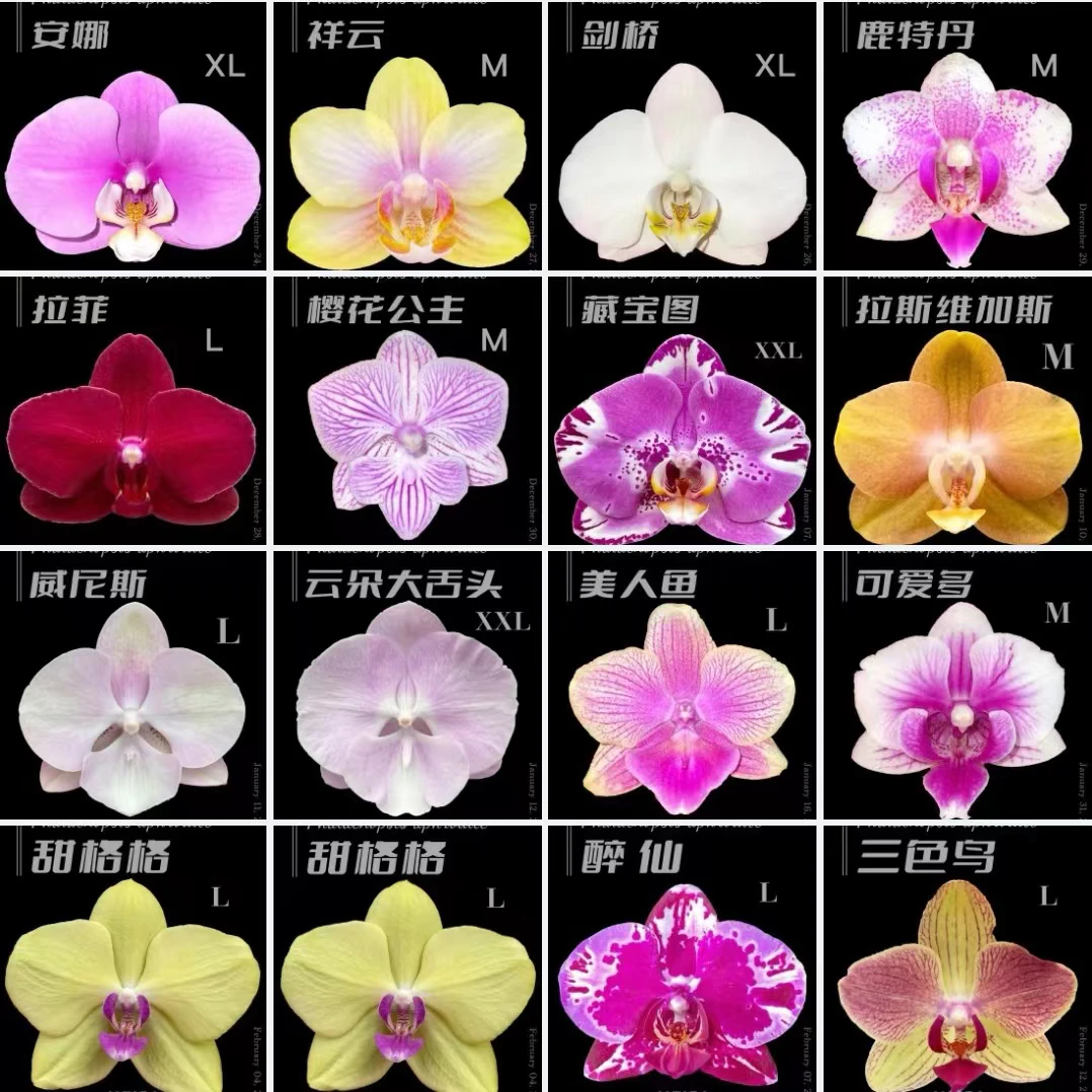 10月蝴蝶兰出梗或大苗花卉