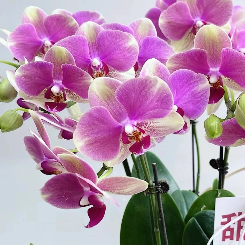 【绿圣】【大苗多彩蜜桃】双更出更