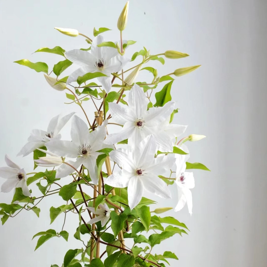 和惠源藤本皇后铁线莲中大苗庭院阳台花墙花卉植物