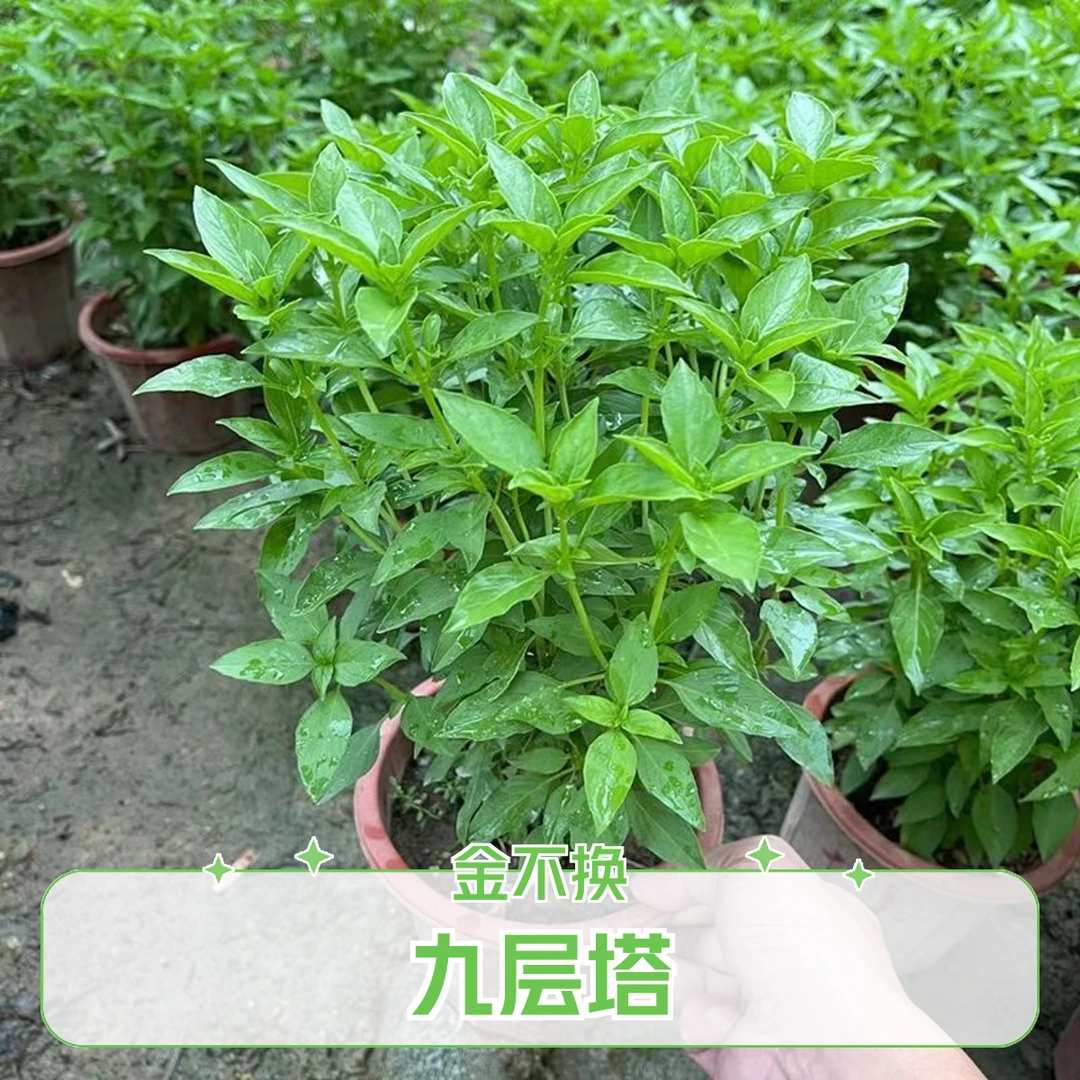 潮汕九层塔金不换盆栽可食用罗勒叶荆芥苗室内阳台必备驱蚊绿植物