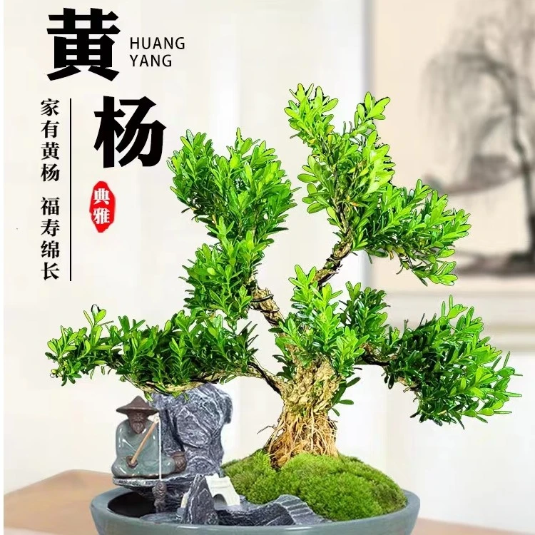 广东雀舌皱皮黄杨龙鳞黑珍珠黄杨造型盆景室内外四季常青好养绿植