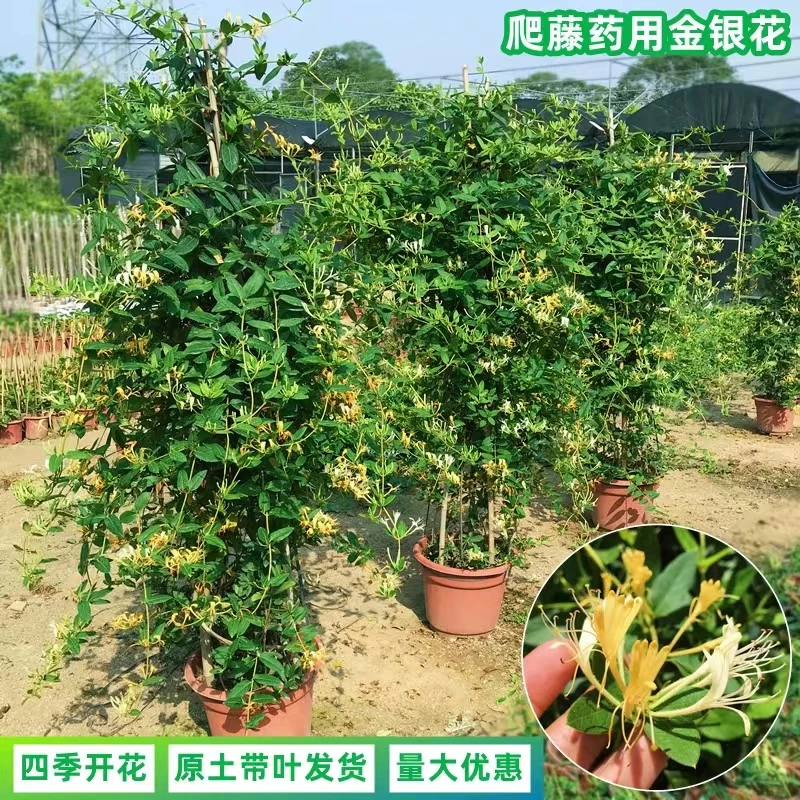 爬藤金银花苗盆栽地栽可食用耐寒黄白金银花种苗鸳鸯藤四季叶常青