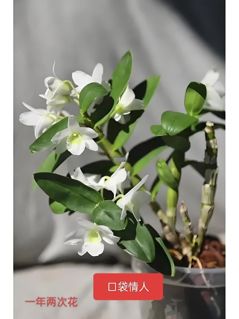 口袋情人石斛兰，花色素净，开花香，