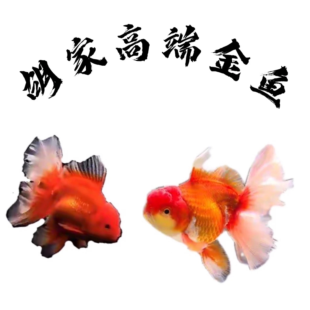 胡家百褶泰狮长尾泰狮