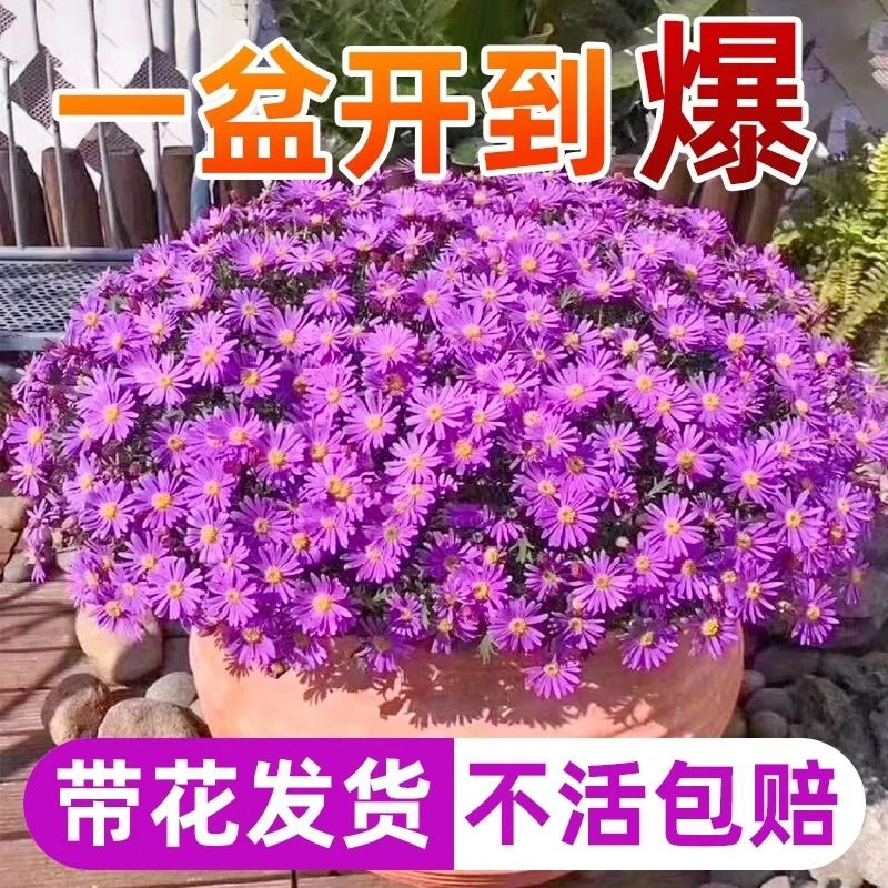 姬小菊雏菊盆栽四季开花庭院阳台耐寒耐热多年生植物