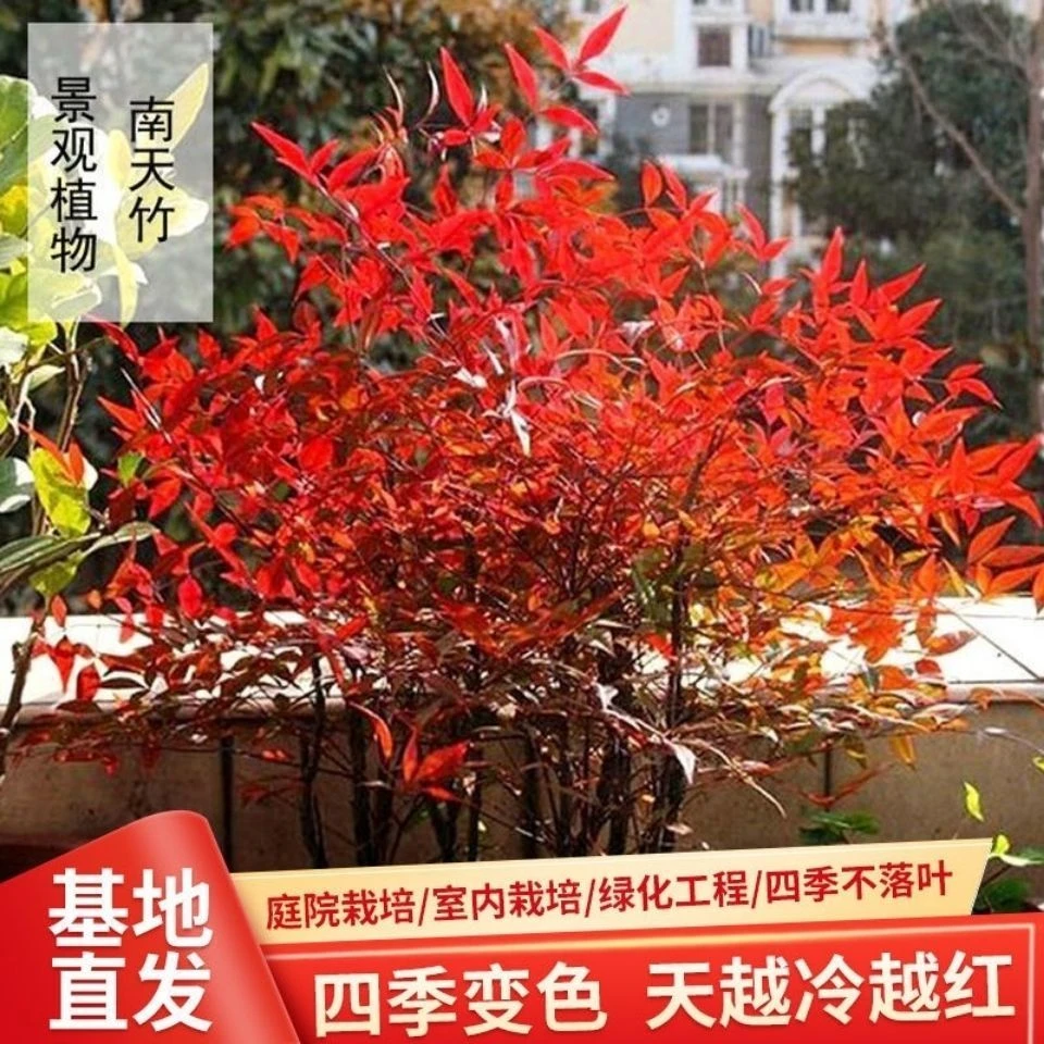 火焰南天竹树苗冬季苗木四季庭院观果观叶植物南天竺红天竹苗盆栽