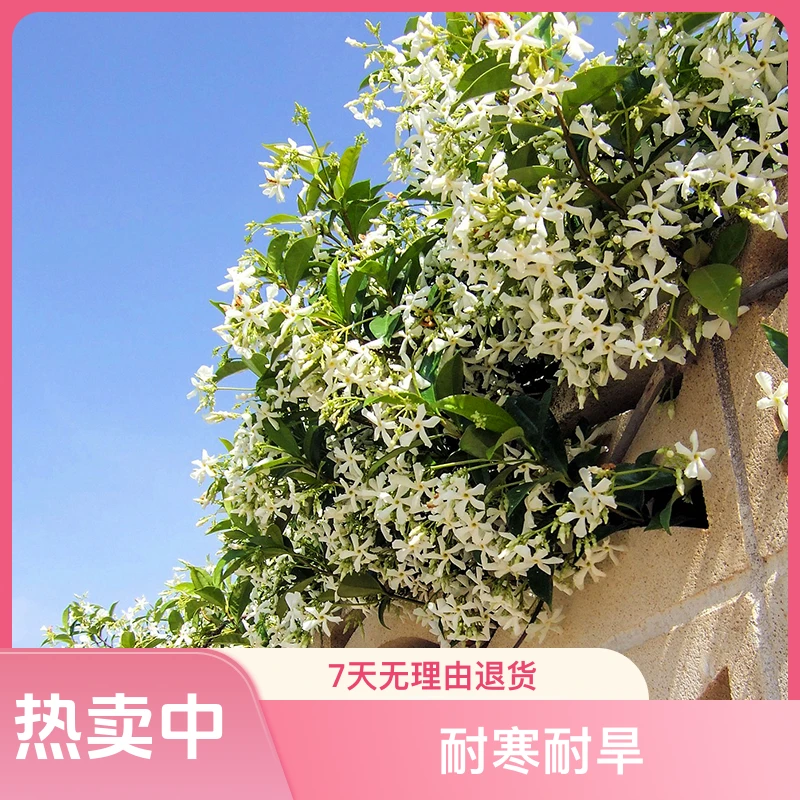 风车茉莉盆栽大苗好养易活爬藤花卉耐寒阳台耐热花苗植物四季常青