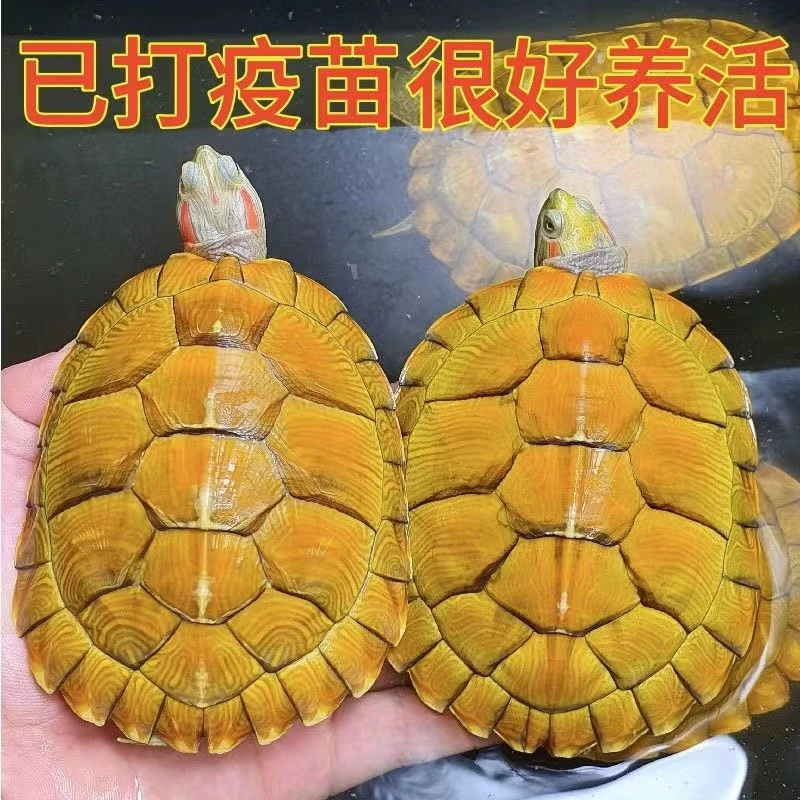 一对情侣乌龟黄金招财巴西龟小乌龟活物宠物观赏长寿活体乌龟