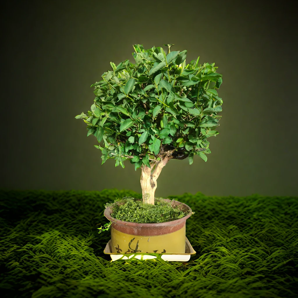 金银花茶树老桩高度50-70公分 主杆粗度6-8公分 用30以上盆栽