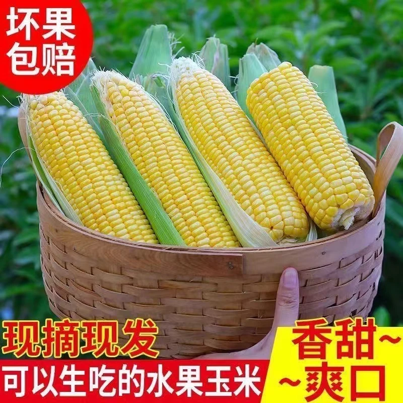 广西水果玉米现摘现发可以生吃的水果玉米新鲜脆甜满口爆汁