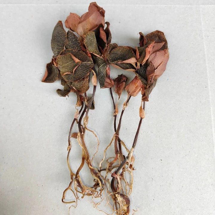 云南高黎贡山农家山货土特产今鲜莲_______