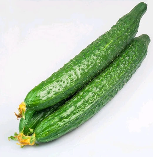 青黄瓜 500克/份