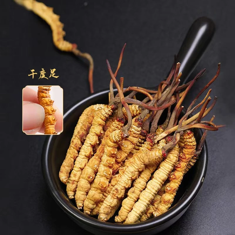 小条虫草正宗藏区高海拔虫草头期干货虫草4根1克滋补泡酒自用送礼
