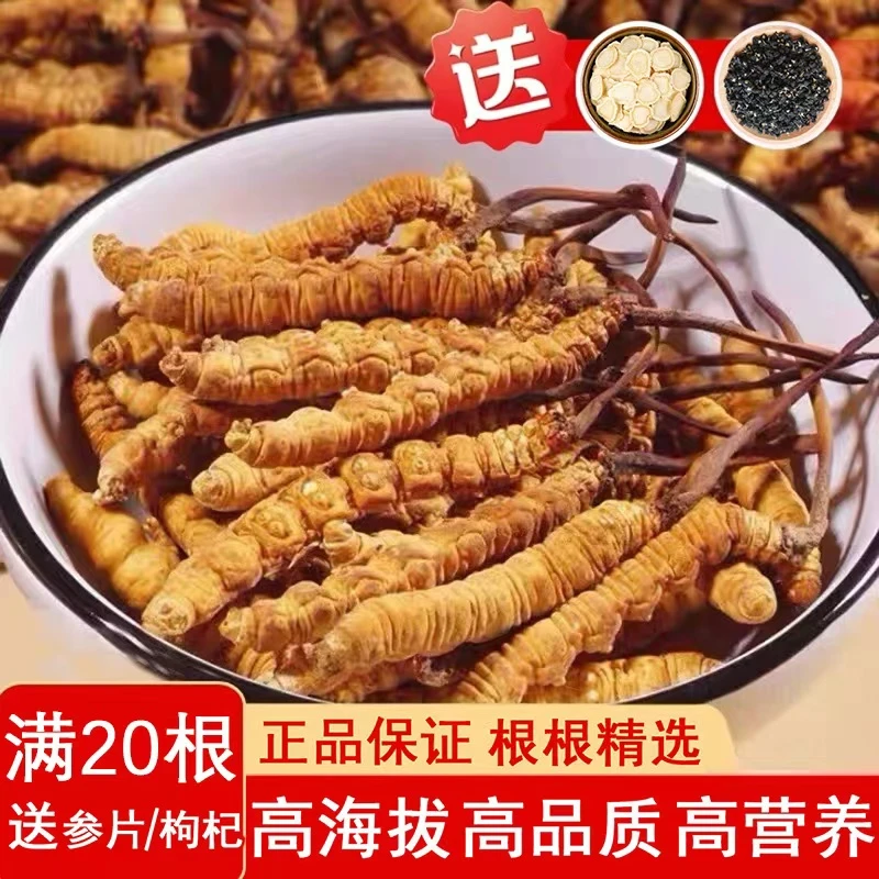 2024正宗藏区高海拔虫草头期干货虫草王滋补泡酒自用送礼