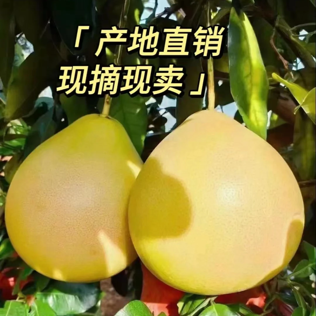 福建平和琯溪蜜柚产地直发老树优选精品果批发皮薄汁水充沛包邮
