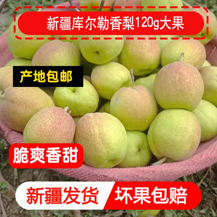 【新疆直发】库尔勒香梨皮薄精选应季品质保证5斤包邮多汁