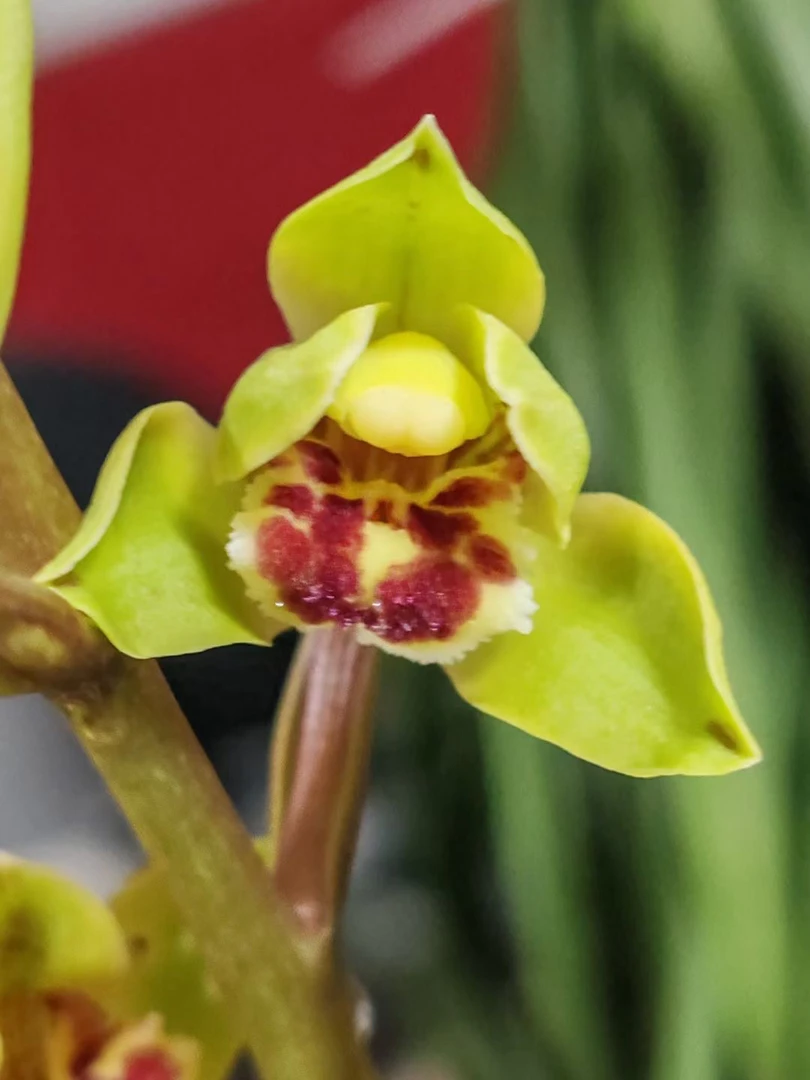 浓香型兰花堵花赏花耐旱耐寒好养