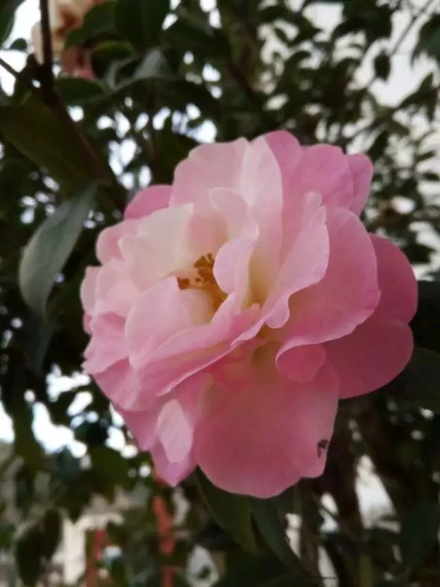 云南山茶花  雪娇 靠接两年袋苗 带花苞 基地直发 可实拍选苗