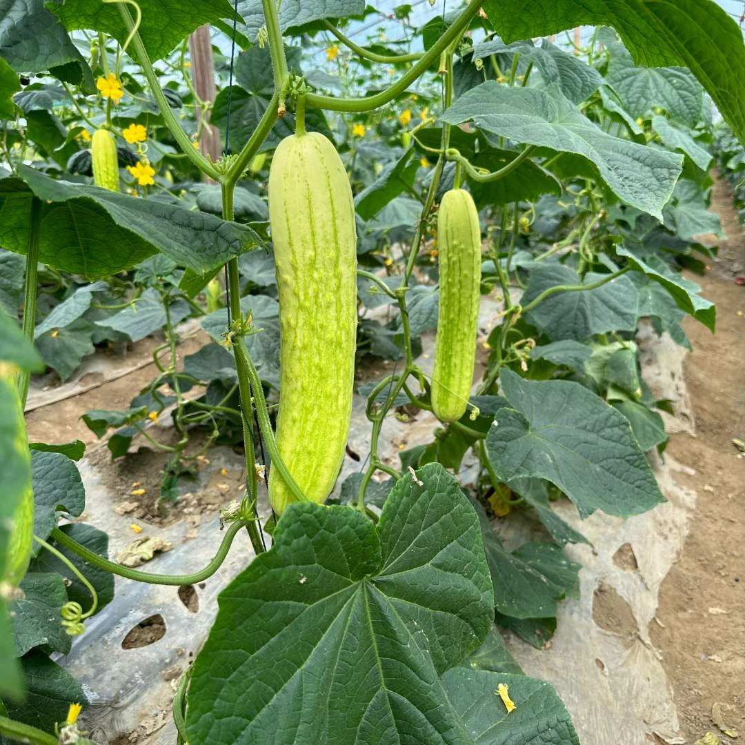 【顺丰包邮】湖北新鲜白皮黄瓜自家种植仙桃本地老品种黄瓜3斤5斤