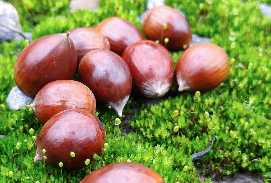 花生米大小云南深山老林锥栗大小混装总体偏小无人工干预小果5斤