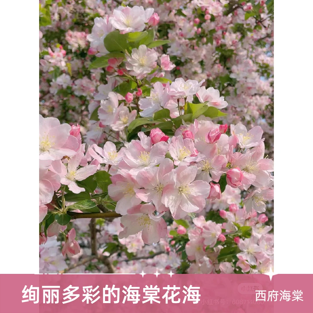 地栽树苗一物一拍樱花海棠紫薇玉兰丁香各种大小地栽树苗好养