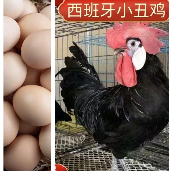 白脸鸡蛋孔雀蛋观赏鸡鸭鹅蛋新鲜蛋鸡蛋鸭蛋鹅蛋受精蛋蛋好吃的