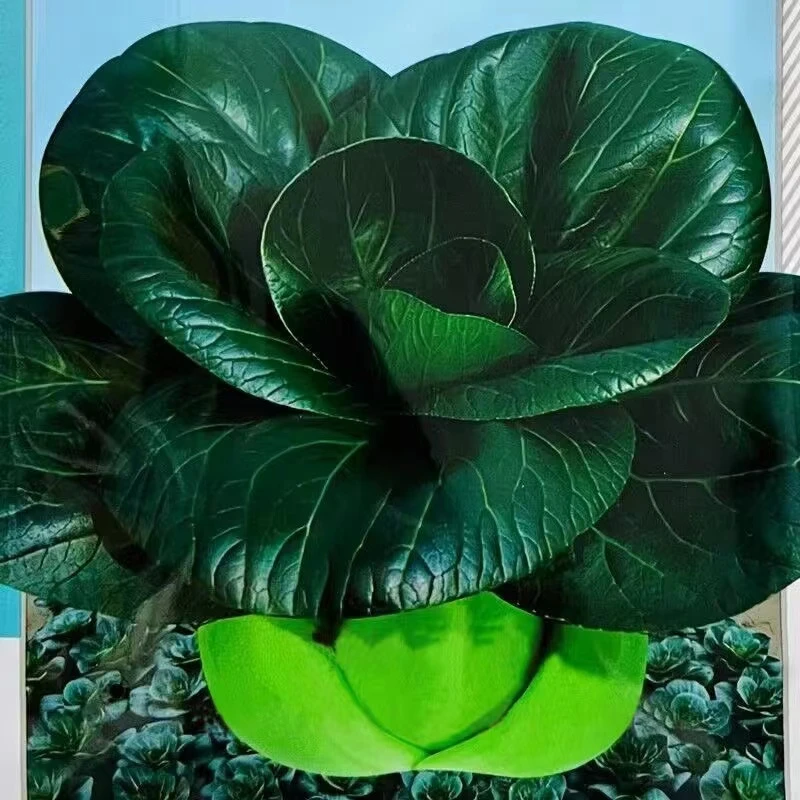 黑大头上海青菜种子大叶黑叶油亮矮脚苏州青上海青菜蔬菜种籽