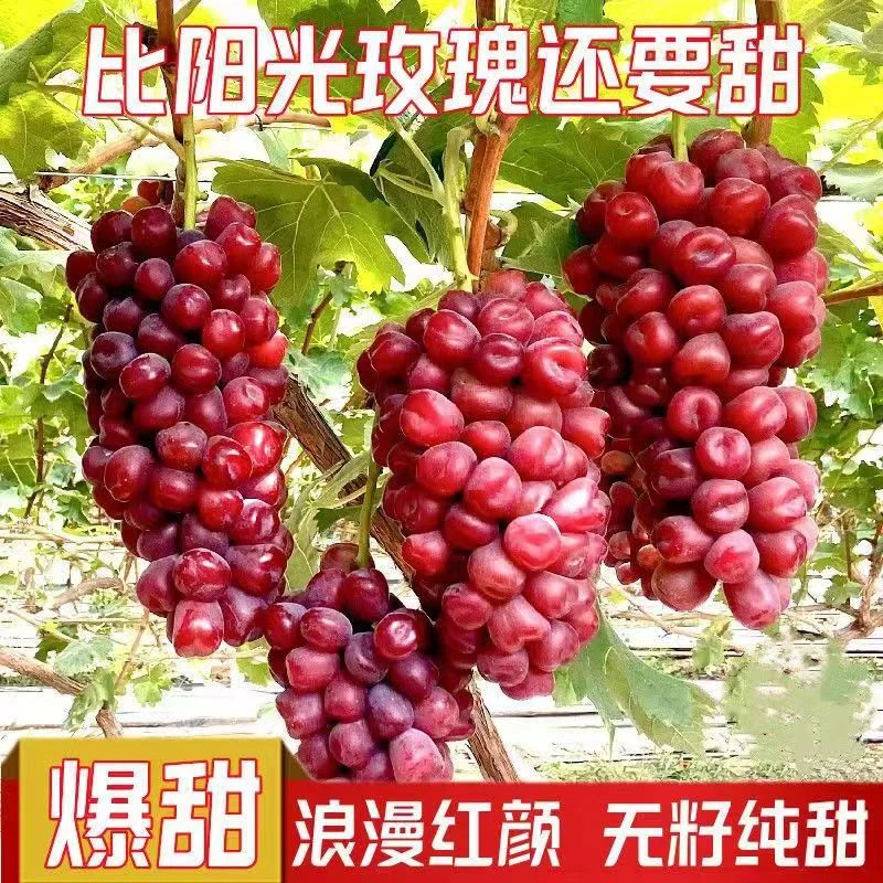 正宗葡萄树苗盆栽地栽花园阳台庭院室内四季种植好养易活品种