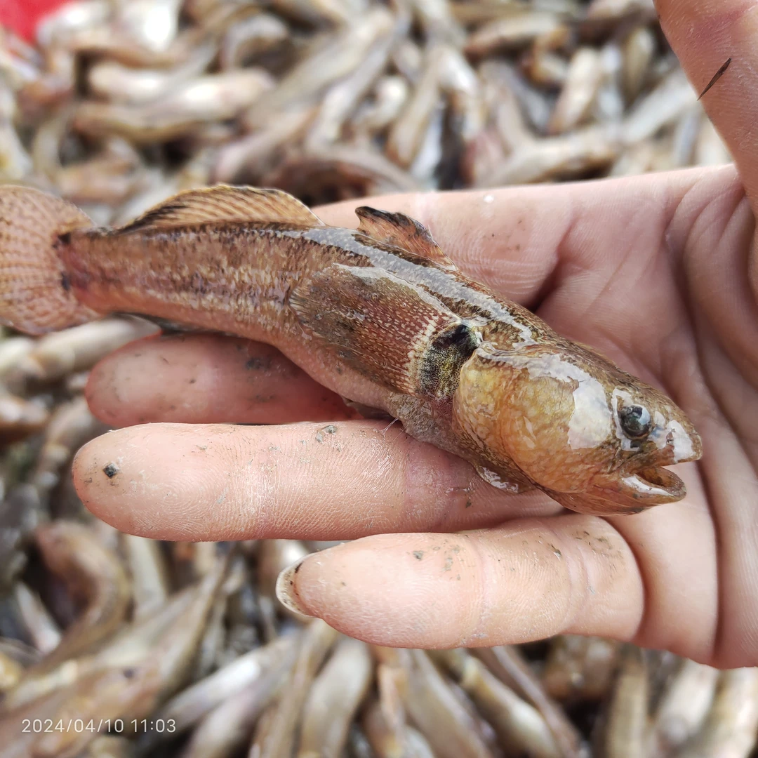 小旭水产 渤海湾鲜货胖孩鱼 富汉子脖 鱼汤