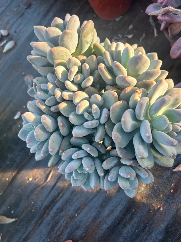 【咖啡美人】艺友多肉植物