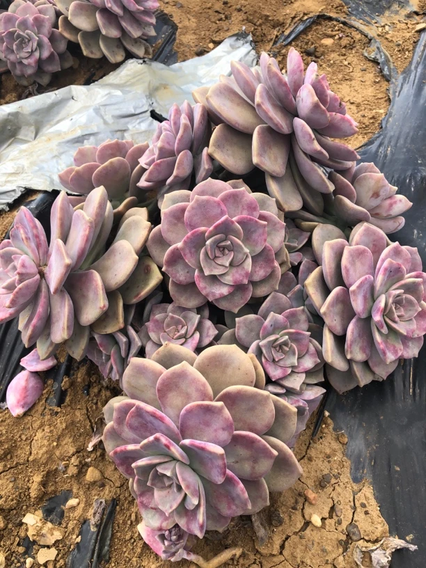【紫乐】艺友多肉植物地栽紫乐