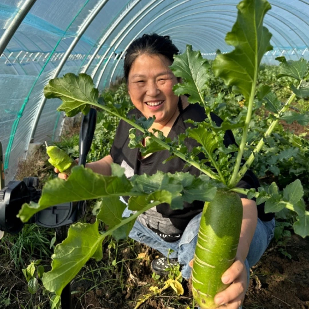 潍坊水果萝卜嘎嘣脆多汁微辣微甜真好吃