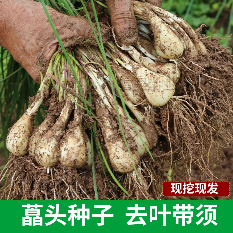 藠头种子湖南农家自种现挖现发去叶留须荞头农家时令蔬菜种子茭白