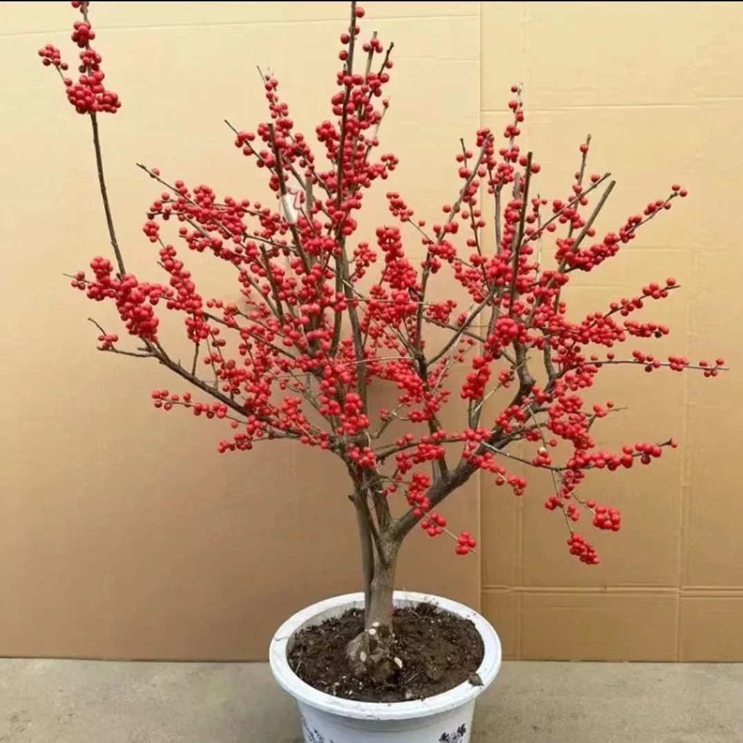 北美冬青年宵花卉 好养好成活直播一物一拍 拍下接受少量掉果