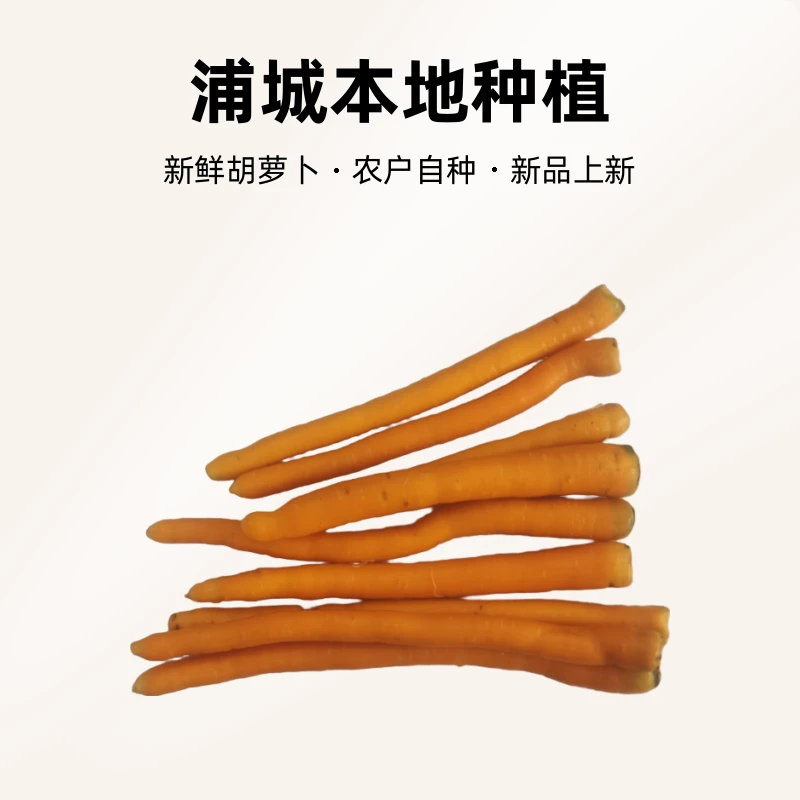 浦城本地  农户自种 九秋胡萝卜  红萝卜带甜味特别好