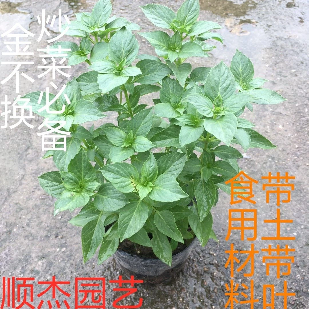 可食用新鲜罗勒盆栽九层塔金不换罗勒叶苗厨房调味植物香草配料