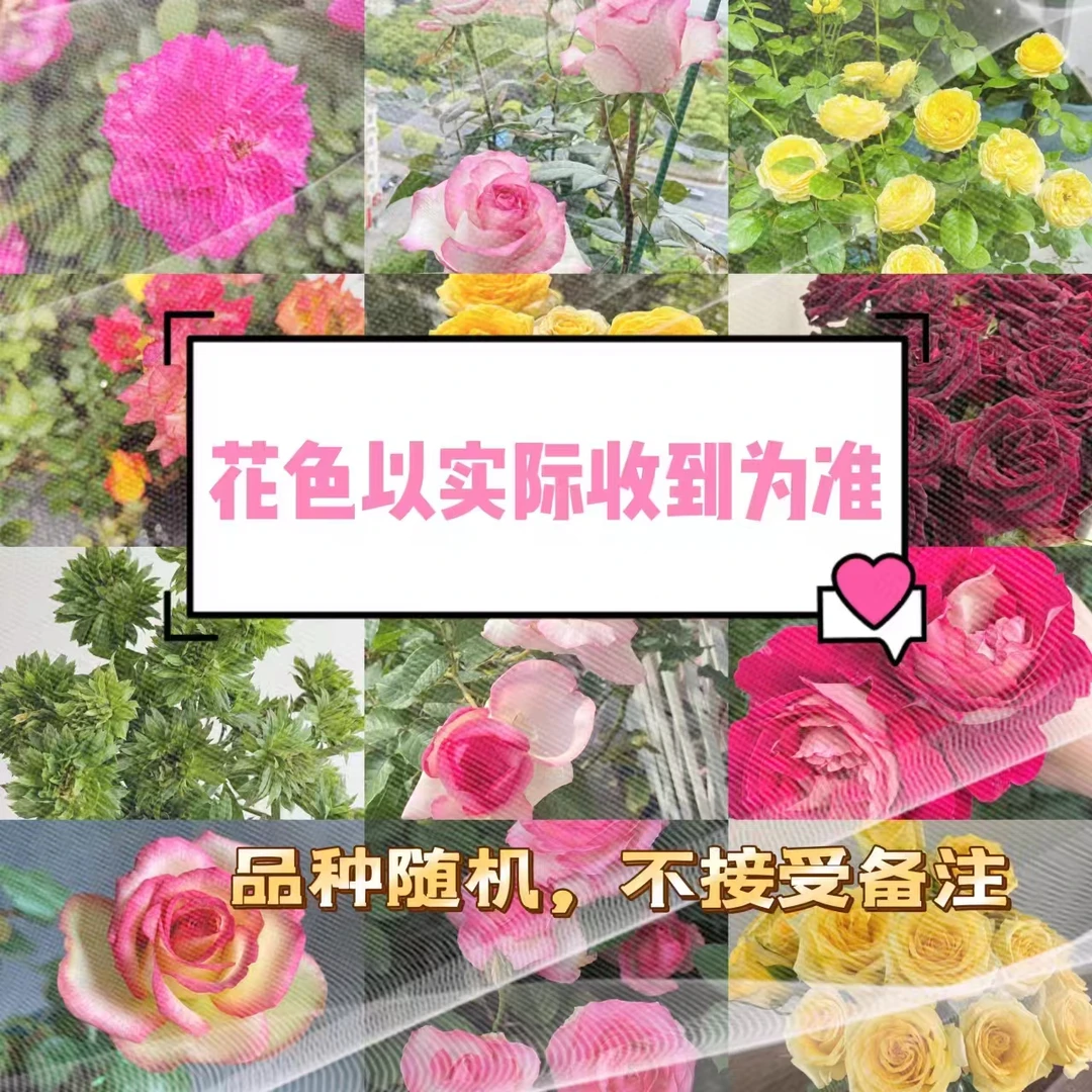 「福利苗」盆栽地栽绿植月季月季花【品种随机不接受备注】小苗