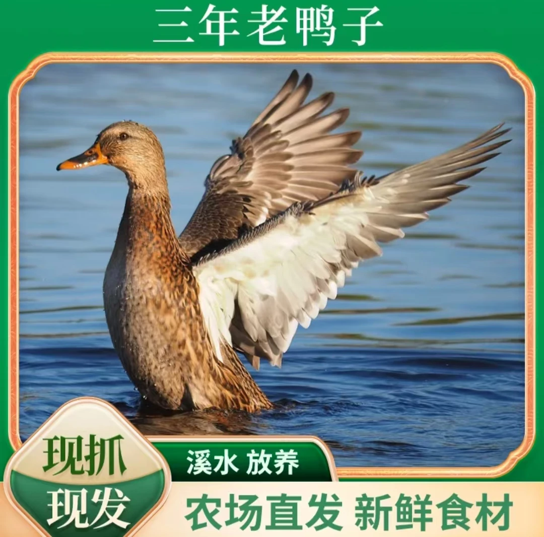 【三年老鸭】农村散养土鸭 净重4斤-5斤