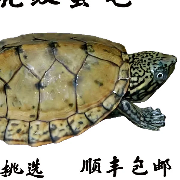 [虎纹蛋龟]虎纹蛋龟 虎纹苗  深水龟 冷水龟 观赏龟宠物龟