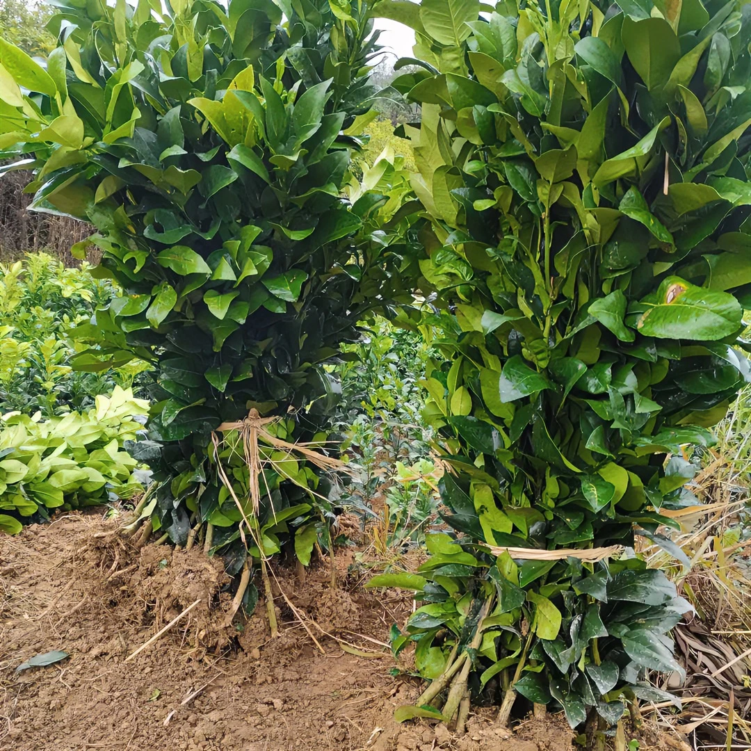 江西原产地红心马家柚2年苗{2.3-2.8公分}带土球发货可盆栽绿植