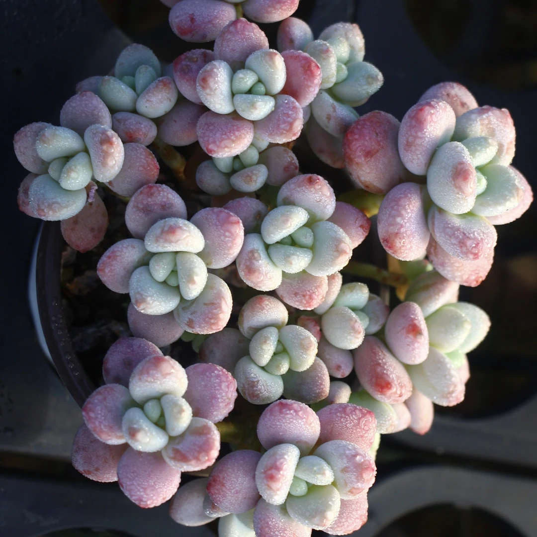 整桩整群香水洛神  精品多肉植物 室内外可养防辐射净化空气美观