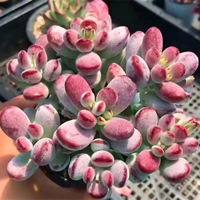 乒乓福娘整桩整群 紫红色系多肉 新手皮实好看好养 精品多肉植物