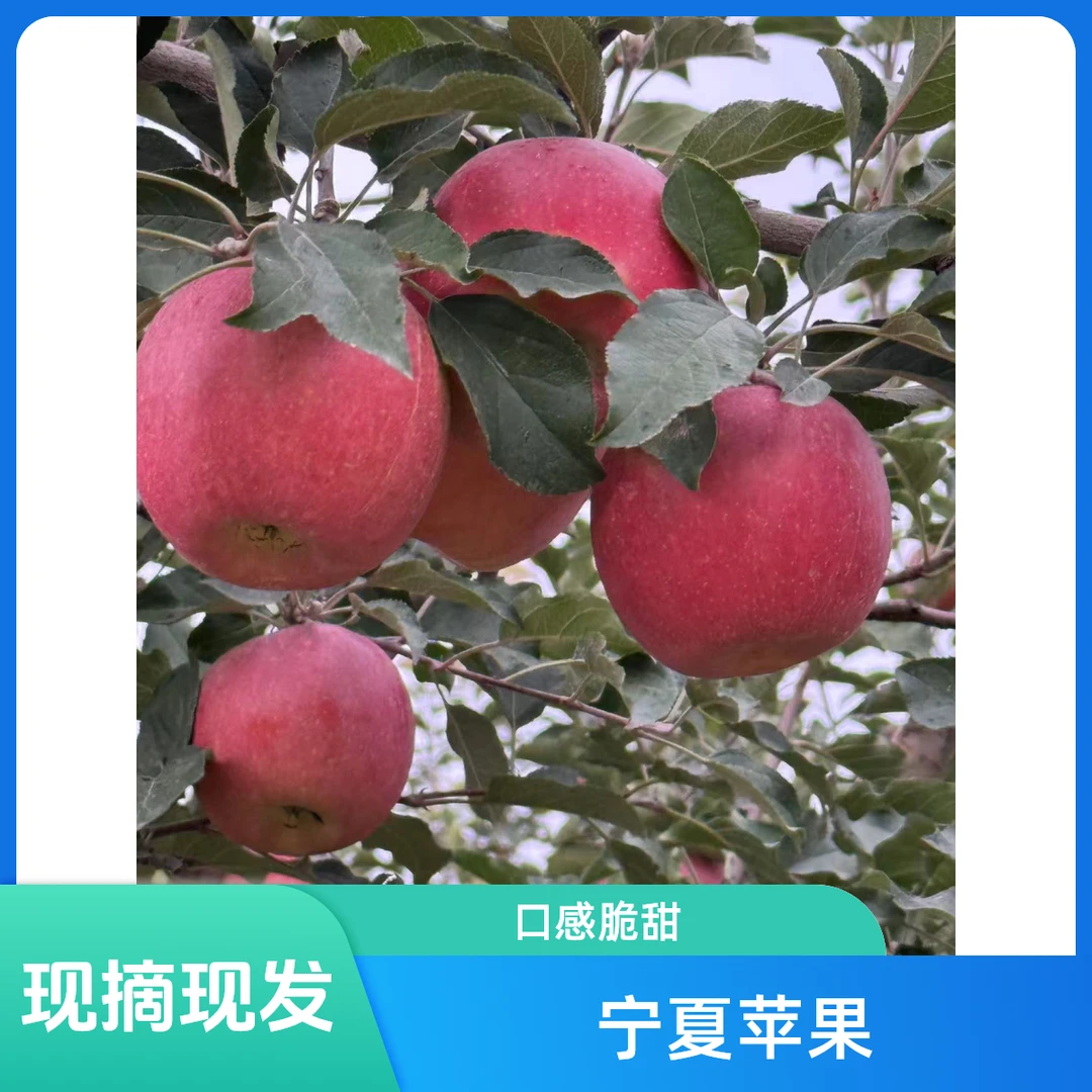 宁夏中卫旱地苹果冰糖心苹果5斤中果装现摘现发坏果包赔