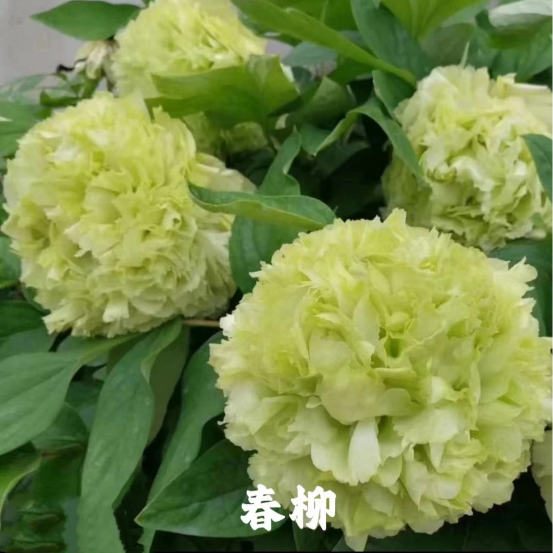 春柳 绿色稀有牡丹品种