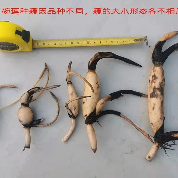 新手盲盒混色种藕福利！ 盆栽碗莲观赏荷花