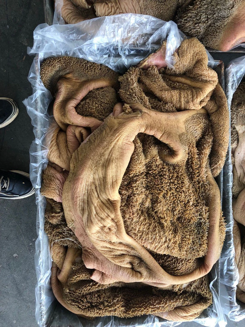 内蒙古锡林郭勒新鲜生牛肚 黄毛肚生牛肚 一整个20斤