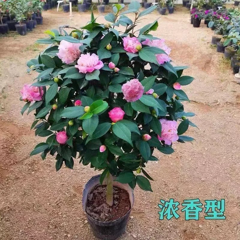 香妃茶花，带花苞发货，原盆原土发货
