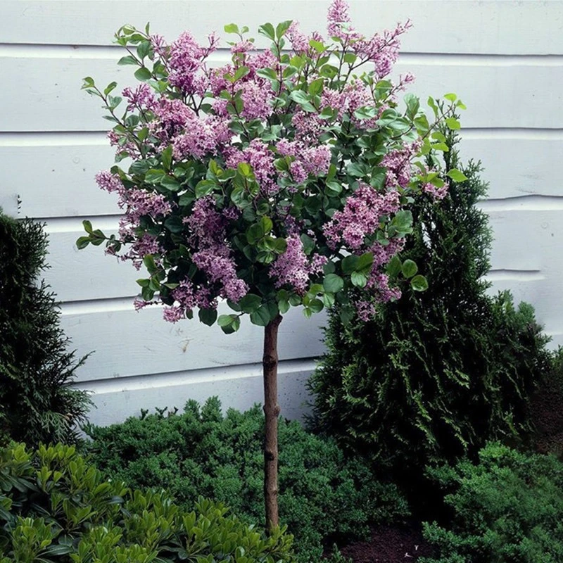 丁香花 丁香树 丁香花树